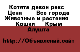 Котята девон рекс › Цена ­ 1 - Все города Животные и растения » Кошки   . Крым,Алушта